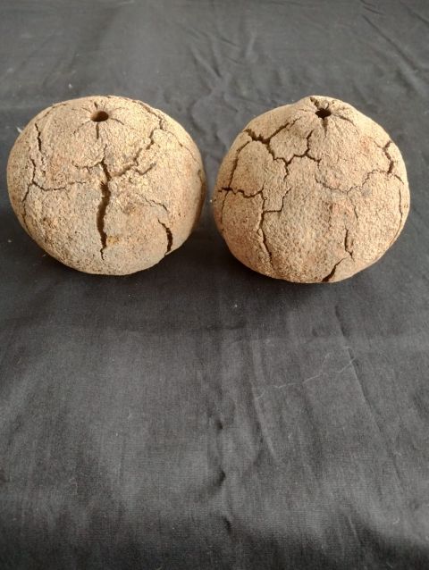 Semente de castanha do pará