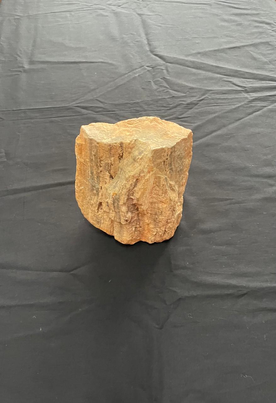 Tronco de árvore petrificado