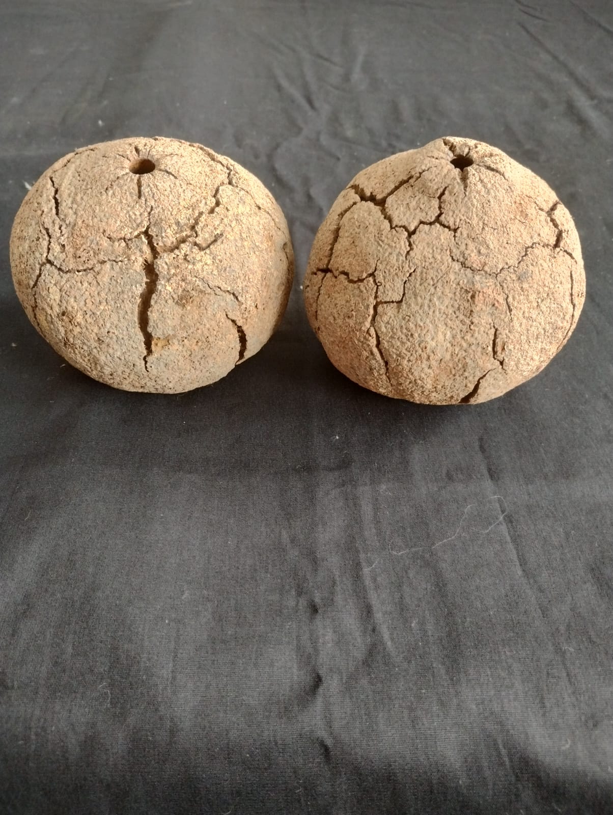 Semente de castanha do pará
